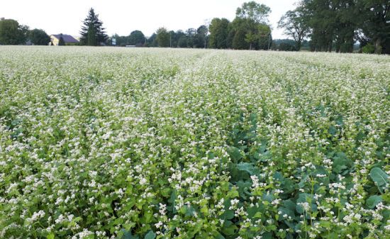 Чим засіяти город від бур'янів: сидерати - порятунок  без хімікатів