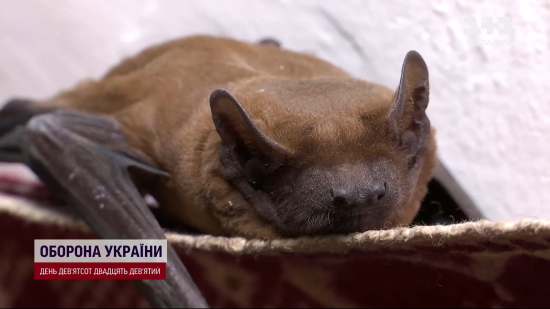 Чому кажани залітають до будинків: експерти відповіли і пояснили, як вигнати непроханих гостей