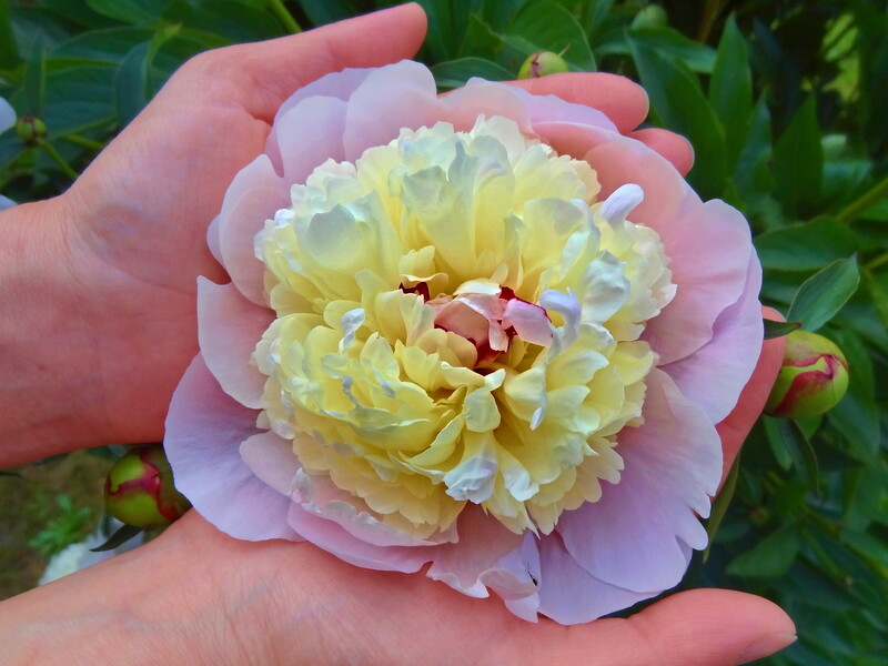 Залиште на корені півонії ці бруньки, і вона пишно й рясно цвістиме. Пересадження без шкоди для куща