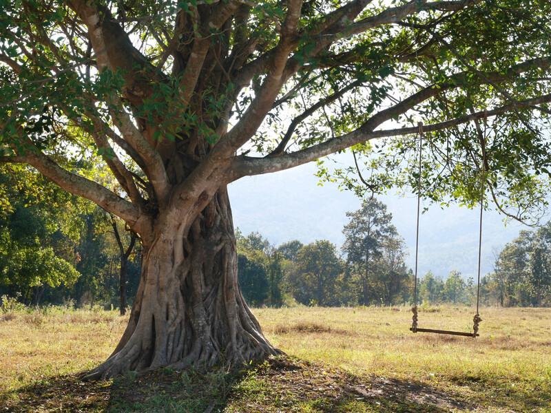 Ці дерева збережуть вам гроші. Посадіть їх біля вигрібної ями – і відкачувати її прийдеться рідше Ці дерева збережуть вам гроші. Посадіть їх біля вигрібної ями – і відкачувати її прийдеться рідше