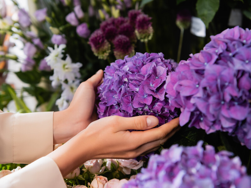 Зробіть ці кроки – і гортензія успішно перезимує Зробіть ці кроки – і гортензія успішно перезимує