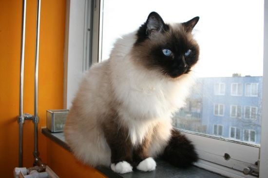 У Львові переполох через кота: Мережа вибухнула критикою щодо господарів