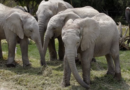 Уряд Зімбабве вирішив вбити сотні слонів: причини приголомшують