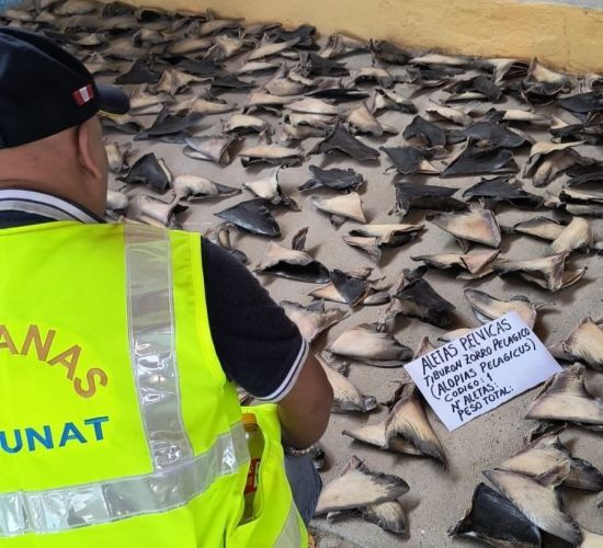 Поліція вилучила 1,3 тонни акулячих плавників: для чого вони використовуються