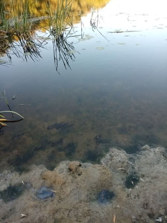 Забруднення Десни та Сейму: Держводагентство повідомило добру і погану новини