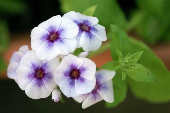 Які квіти можна сіяти на зиму