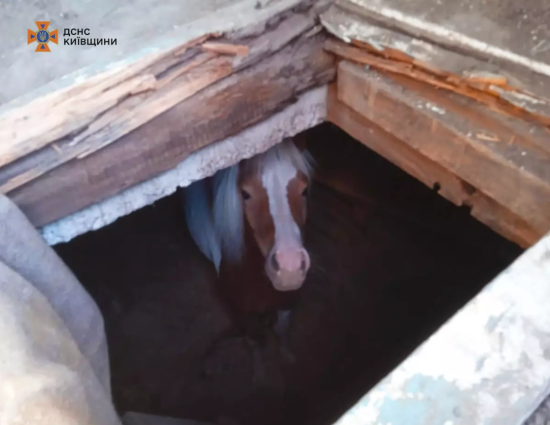 На Київщині поні Азарт провалився у льох: з'явилося відео рятувальної операції