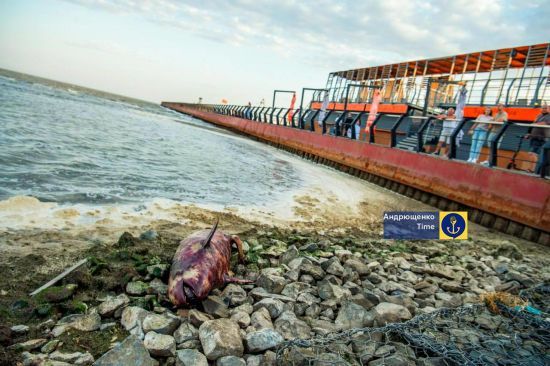 У Маріуполі знайшли мертвих дельфінів на пляжі: що відбувається з Азовським морем