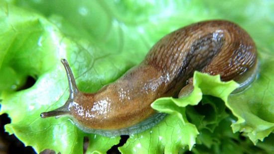 Що потрібно зробити на ділянці в кінці сезону, щоб знищити слимаків: ефективний метод