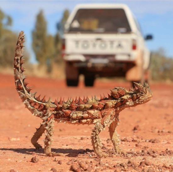 П'є через шкіру і має другу "голову": як виживають у пустелі "колючі дияволи" (відео) П'є через шкіру і має другу "голову": як виживають у пустелі "колючі дияволи" (відео)