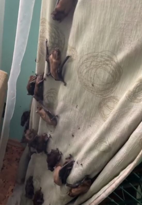 У Вінниці в квартирі оселилися понад 100 кажанів – відео