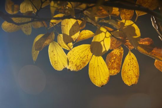 День ангела 28 вересня: кого та як вітати з іменинами