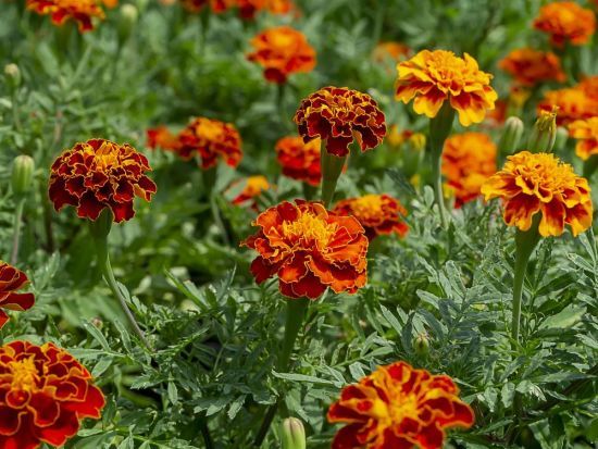 Що робити з чорнобривцями після цвітіння: добриво, мульча, боротьба зі шкідниками та хворобами