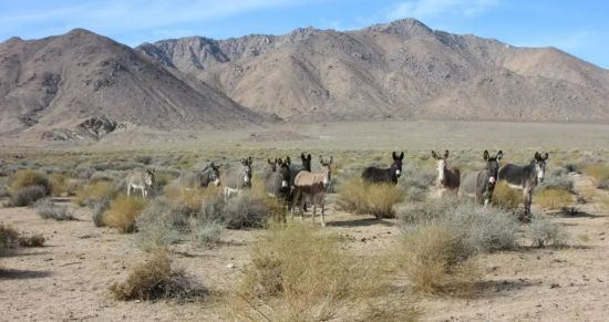 Вчені досліджують загибель тварин у Долині смерті: що стоїть за трагедією