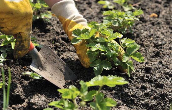 Коли та як садити полуницю восени