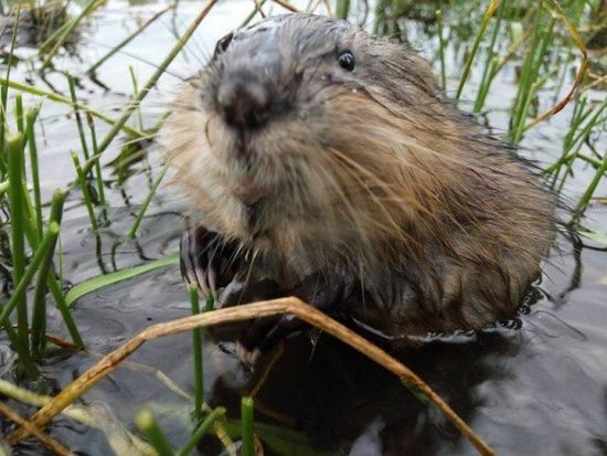 Віруси, здатні заражати людей, швидко поширюються китайськими хутровими фермами Віруси, здатні заражати людей, швидко поширюються китайськими хутровими фермами
