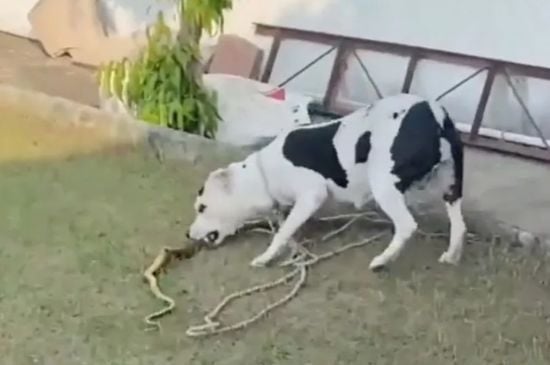 Відважний пітбуль врятував двох дітей від королівської кобри – фото