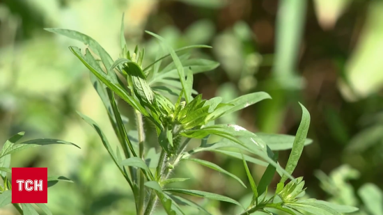 У Києві запроваджують карантин через амброзію: що відомо