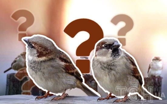 У Києві зникли горобці: орнітолог пояснив, що з птахами і чи варто чекати на катастрофу