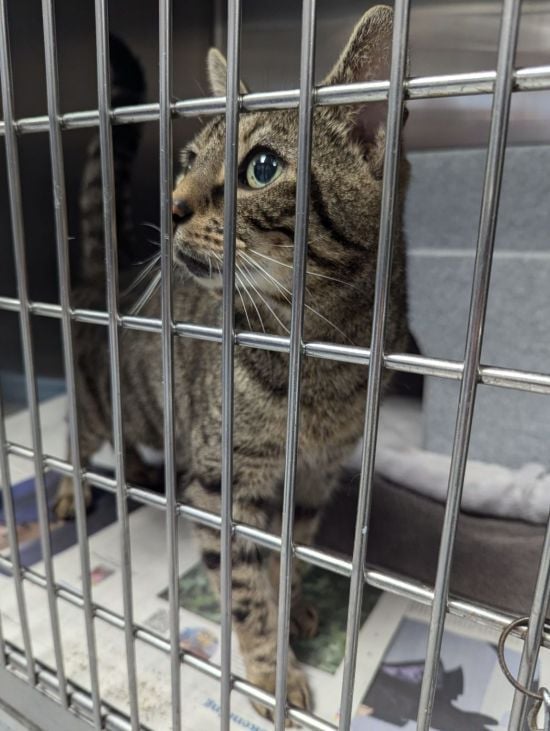 Бідолашного кота знайшли покинутим разом зі щемливим листом: що там було написано (фото)