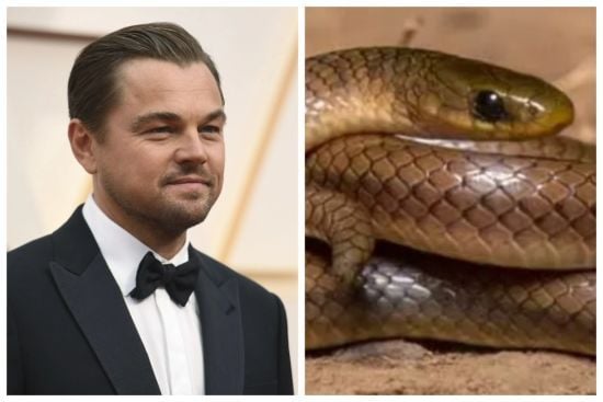 Вчені відкрили новий вид змій та назвали його на честь Леонардо Ді Капріо – ось чому (фото)