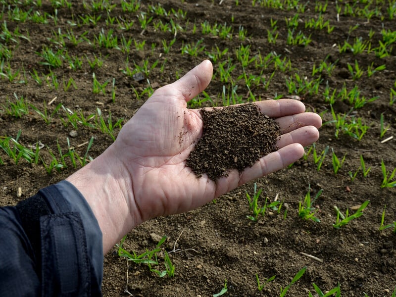 Три прості дії позбавлять ваш ґрунт хруща й дротяника Три прості дії позбавлять ваш ґрунт хруща й дротяника