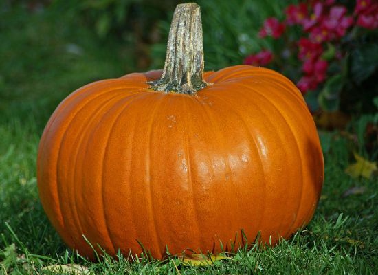 Корисні властивості гарбуза — все про головний продукт осені та зими