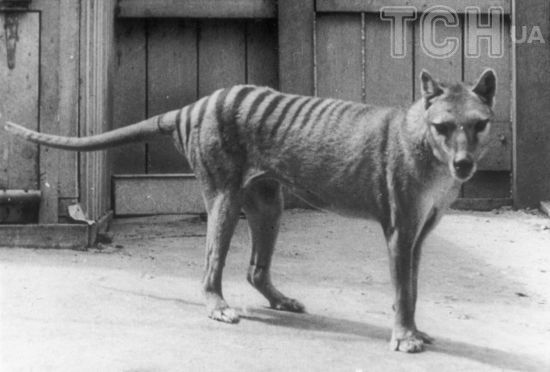 Моторошна знахідка 110-річної давнини може повернути до життя вимерлого тасманійського тигра – фото