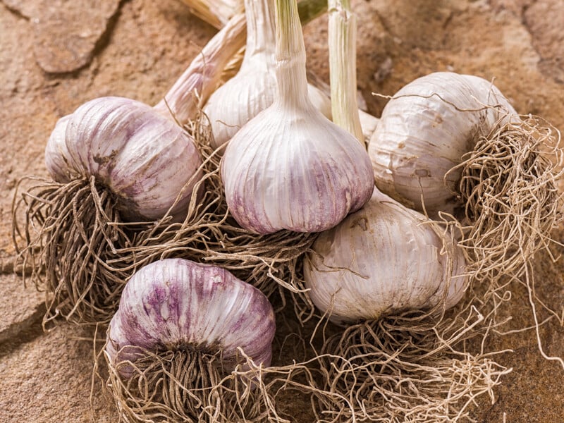 Ніколи не удобрюйте цим часник, інакше втратите весь урожай. Названо небезпечне для рослин підживлення Ніколи не удобрюйте цим часник, інакше втратите весь урожай. Названо небезпечне для рослин підживлення