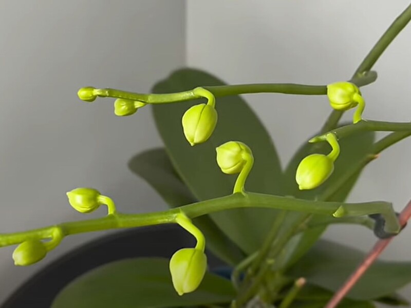 Залийте це окропом – і в орхідеї, яка не цвіла, з'являться квітконоси. Рецепт ефективного підживлення Залийте це окропом – і в орхідеї, яка не цвіла, з'являться квітконоси. Рецепт ефективного підживлення