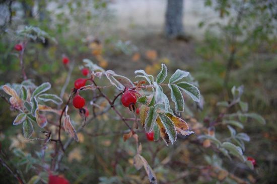 В Україні очікують перших заморозків: в яких областях буде найхолодніше 2 жовтня