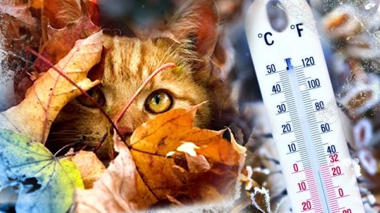 Діставайте пуховики: в Україні різко зміниться погода (відео)