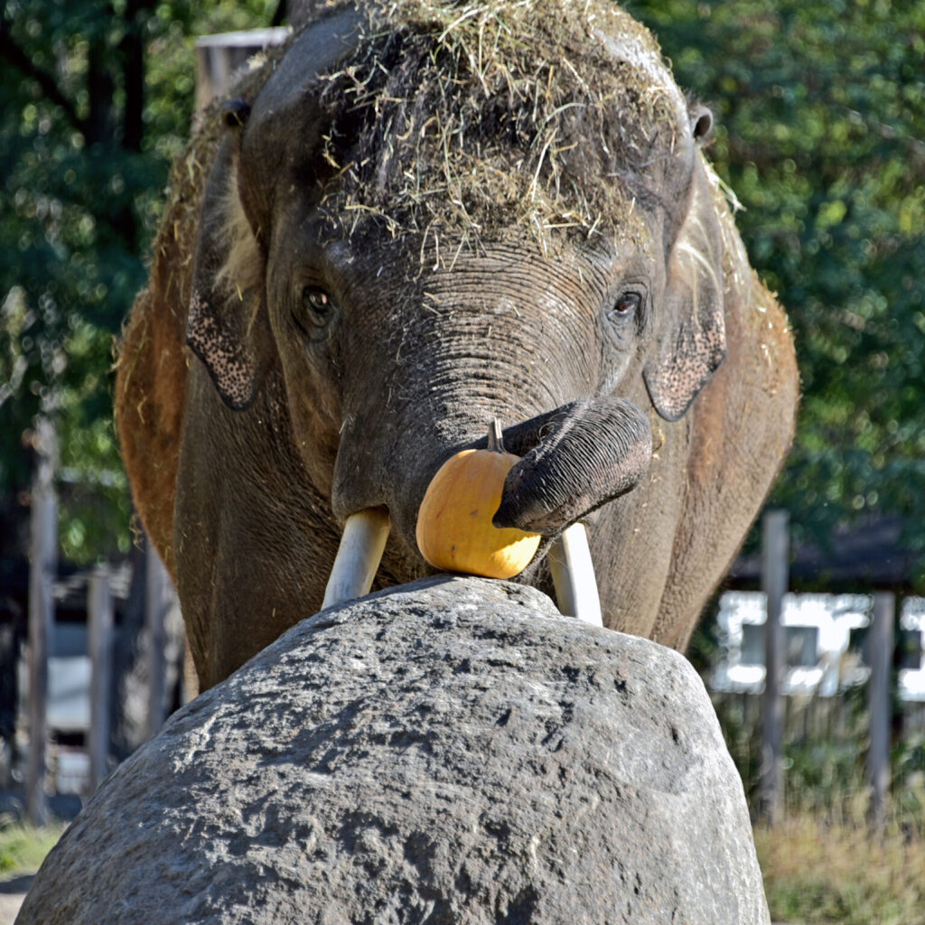 Гарбузові вікенди: на вихідних у Київському зоопарку пригощатимуть гарбузами слона Хораса Гарбузові вікенди: на вихідних у Київському зоопарку пригощатимуть гарбузами слона Хораса