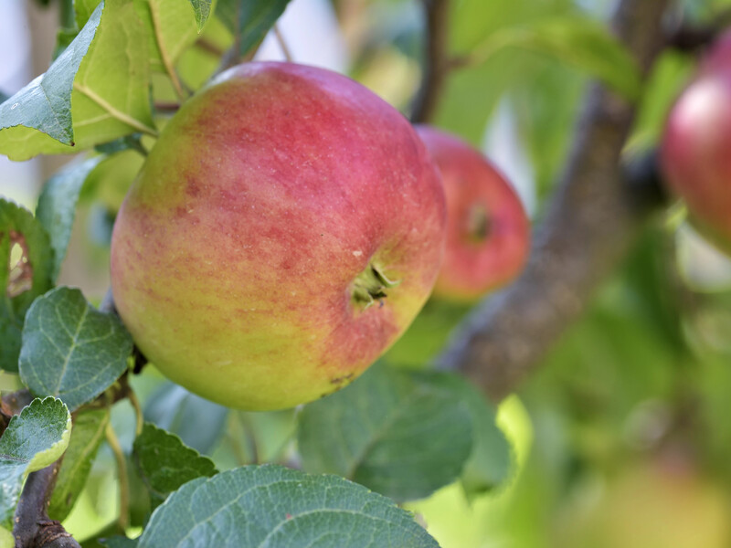 Додайте це у воду – і за рік зберете рекордний урожай яблук. Три підживлення, які творять дива Додайте це у воду – і за рік зберете рекордний урожай яблук. Три підживлення, які творять дива