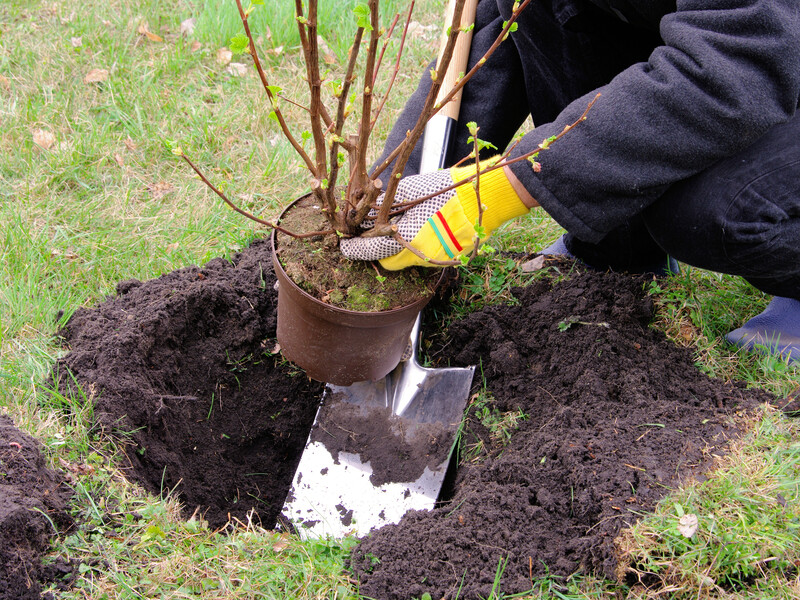Молоді саджанці активно підуть у ріст навесні, якщо польєте їх під час висаджування цим простим розчином Молоді саджанці активно підуть у ріст навесні, якщо польєте їх під час висаджування цим простим розчином