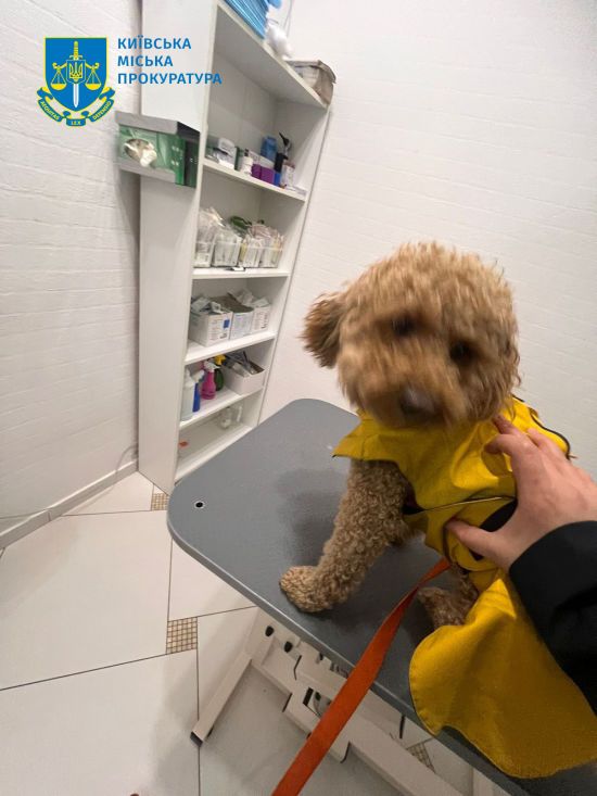 У Києві на Печерську чоловік ногою так вдарив пуделя, що той не зміг підвестися: фото, відео