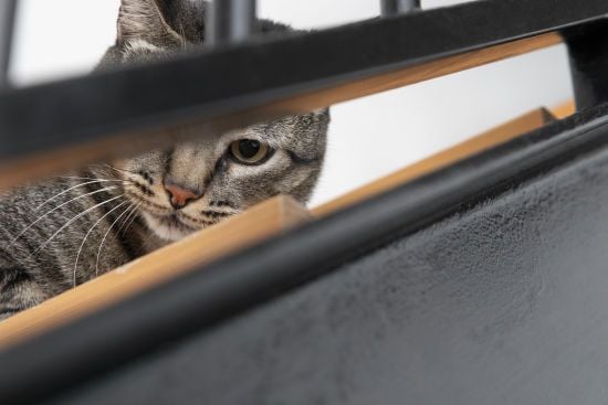 Кіт увімкнув вночі духовку і ледь не спалив будинок – фото