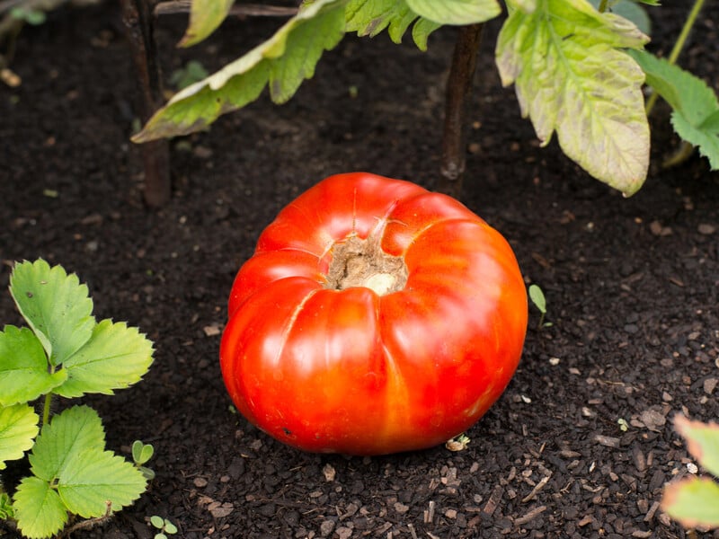 Саджання помідорів під зиму: як виростити томати без розсади Саджання помідорів під зиму: як виростити томати без розсади