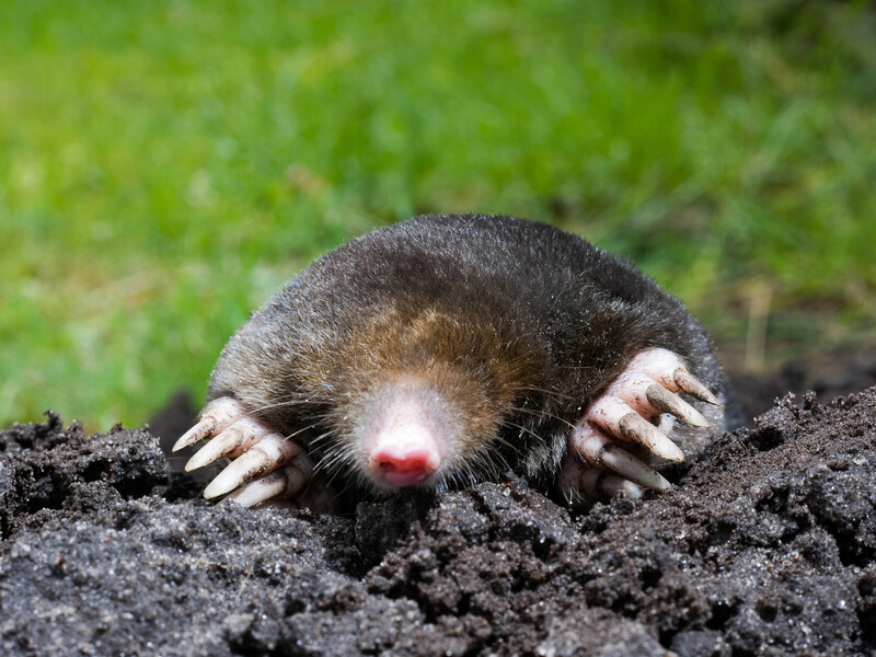 Як людське волосся вижене кротів з вашої ділянки. Поради польських городників Як людське волосся вижене кротів з вашої ділянки. Поради польських городників