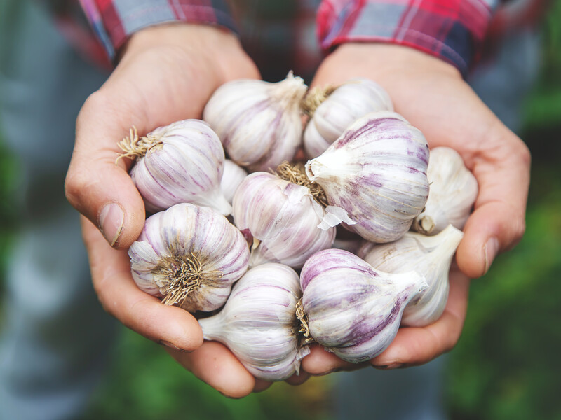 Виросте дрібним і буде хворіти. Де не можна садити озимий часник Виросте дрібним і буде хворіти. Де не можна садити озимий часник