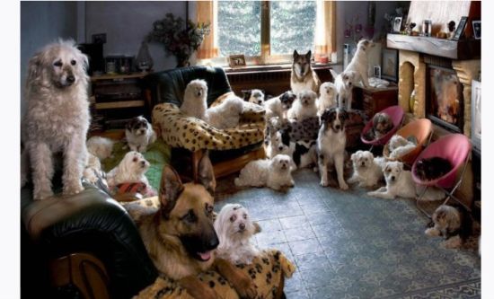 П'ять порід собак, які, на думку експертів, найкраще підходять для життя у квартирі