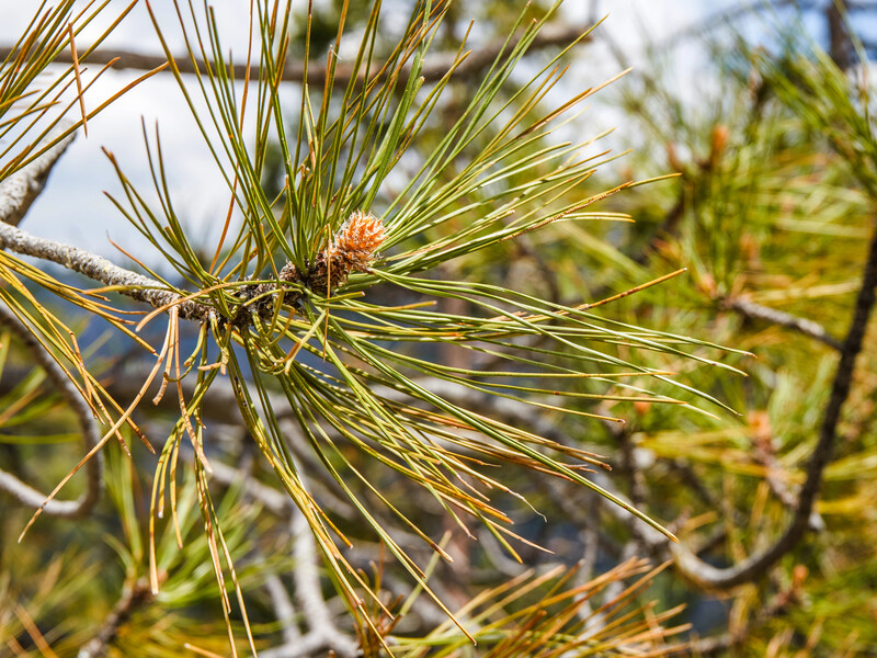 Чому жовтіє сосна? Ці ознаки вам вкажуть – вона захворіла чи змінює хвою Чому жовтіє сосна? Ці ознаки вам вкажуть – вона захворіла чи змінює хвою
