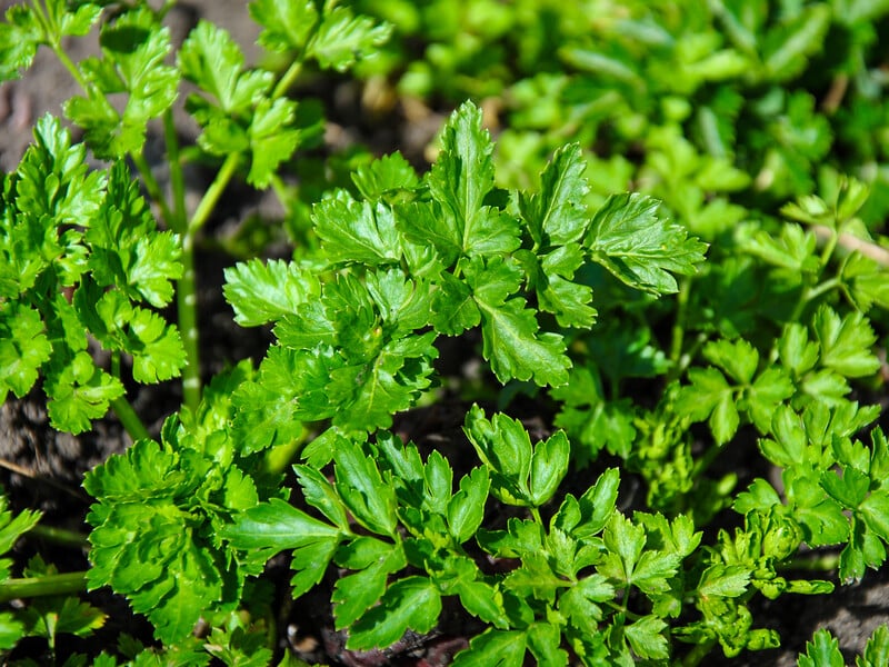 Зробіть це на ділянці наприкінці жовтня – і ранньою весною на столі буде свіжа зелень петрушки Зробіть це на ділянці наприкінці жовтня – і ранньою весною на столі буде свіжа зелень петрушки