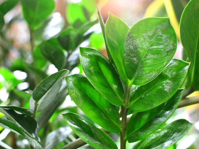 Зробіть один "стимулювальний полив" – заміокулькас як шалений випустить нові стебла і стане вдвічі пишнішим