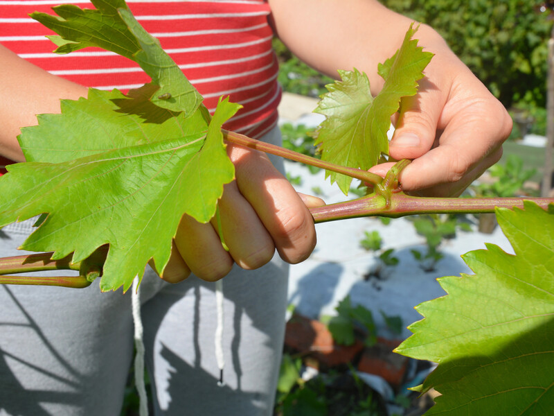 Не пропустіть цих двох етапів обрізування винограду восени. Поради садівників Не пропустіть цих двох етапів обрізування винограду восени. Поради садівників