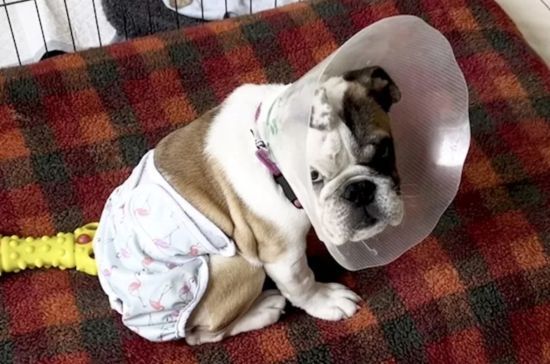Бульдог, народжений без ануса, отримав другий шанс на життя після новаторської операції – фото