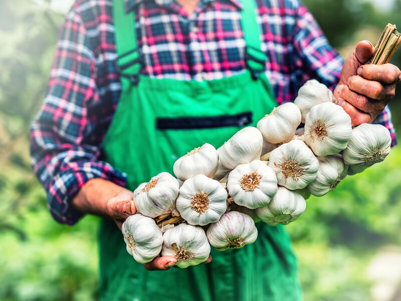 "Зберете рекордний урожай озимого часнику". Під час саджання на грядку внесіть цей розчин "Зберете рекордний урожай озимого часнику". Під час саджання на грядку внесіть цей розчин
