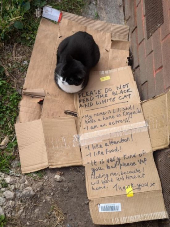 Мережу насмішила записка власника хитрої кішки про її акторські здібності – фото