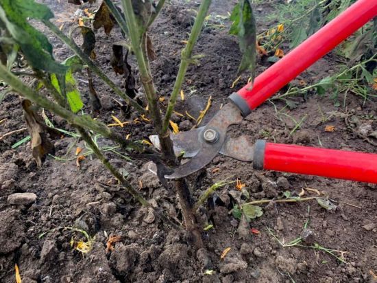 Чи потрібно обрізати хризантеми на зиму: підготовка рослини до холодів