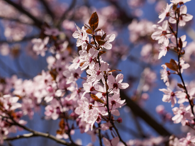 Чому сад погано росте – садівники розповіли, які дерева й кущі краще не садити поряд Чому сад погано росте – садівники розповіли, які дерева й кущі краще не садити поряд
